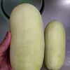 白瓜の粕漬けを作りました！