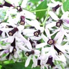 センダンの花たち