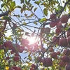 1ヶ月間ありがとうございました！🍎