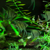 デュメリリエンゼル Pterophyllum leopoldi