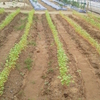 蕎麦の花が咲いたぞー