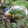 ルリビタキ、チョウゲンボウ、カワセミ　etc.