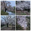 さくら⋯近場②