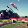 天満神社の60匹の🎏鯉のぼり