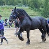 飾り馬の虐待許さない 