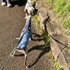 ツバメ今季初撮影！暖かい散歩の日🐶