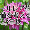 ツールレア花の価値を考える 2023年秋