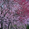 🌸亀戸天神で満開になった梅の花を撮影しました☺