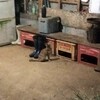 牛舎に住み着いた猫の主食はネズミ