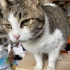 元野良猫親子の愛情関係。