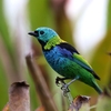 ミドリズキンフウキンチョウ(Green-headed Tanager)