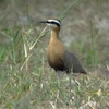 Indian Courser インドスナバシリ （インドの鳥その35）