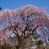 仙台桜。