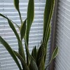 【サンスベリア】植え替えしました。