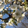 桜&#127800;《カンザキオオシマ》