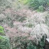 庭の枝垂れ桜が咲き始めました。