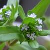 Myガーデンの野草：ノジシャ、ススメノエンドウなど