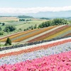 夏は美瑛の丘を虹色に染める展望花畑へ♪・・・