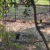 野鳥公園のカラス