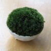 苔鉢（山苔、丸小鉢）