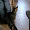 お猫様とおやつ