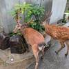 奈良の鹿