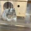 しろごまあん919日目