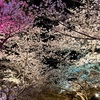 夜桜と病気の発覚