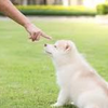 子犬のおすわりトレーニング