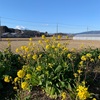 菜の花に恥じらひ寄せて富士の嶺（あ）