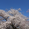 今年も桜に出会えました！