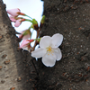 万代池の桜　その２