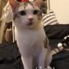 【猫動画】猫が子猫にﾌｰｯとされた時の顔が面白い！(゜д゜)