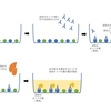 タンパク質を検出する方法～ELISAの原理～