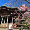 河津桜や枝垂れ桜で彩られる！春の「桜神宮」へ【世田谷区・桜新町】