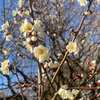 🌈多彩な梅の花が彩る冬の楽園！小金井公園の梅林散策ガイド🌳