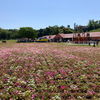東京ドイツ村