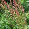 ヒメスイバ Rumex acetosella