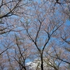 心残りの桜