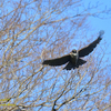 Mountain Hawk-eagle 