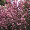 菊水山登山道入口近くの桜