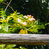 夏の花５