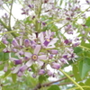  紫の花2