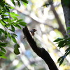 近所の公園で見かけたシメ。