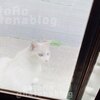 ただの日記～猫の日に猫をみた話～