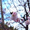 1本だけ桜が咲いていました