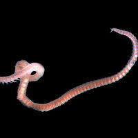 ゴカイ類を摂餌させて繁殖促進 ザリガニ 甲殻類 有尾類の世界