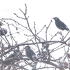 野鳥も安全な餌が好き