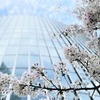 桜が散るサインは？桜にまつわる言葉や花の終わりの表現をご紹介！