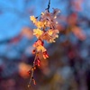 25年4月の府立植物園・桜ライトアップのお話。